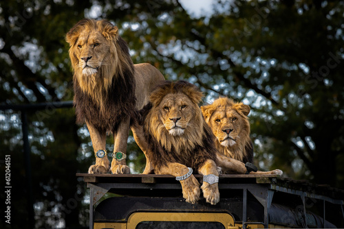 Fotografía Drip lions with watches and ice