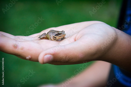 In summer, a frog sits on a warty hand.