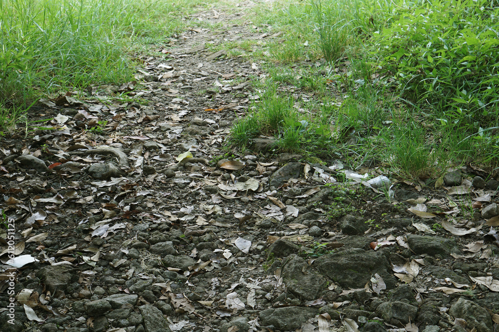 Fototapeta premium Trail path in forest, natural scene.