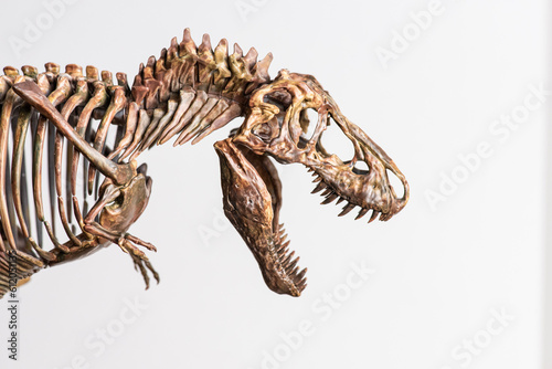 tyrannosaurus rex skeleton on white background