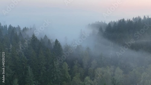 fog in the forest