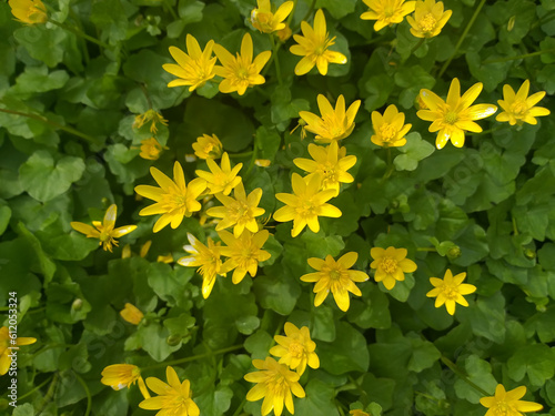 Spring background  small yellow flowers among green leaves