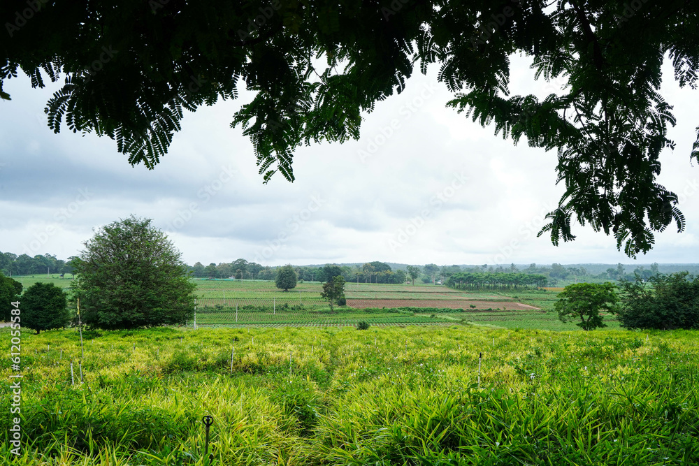 Obraz premium Commercial cultivation of ginger in a village agriculture field
