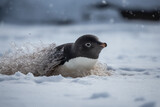 Generative AI.
a penguin gliding in the snow