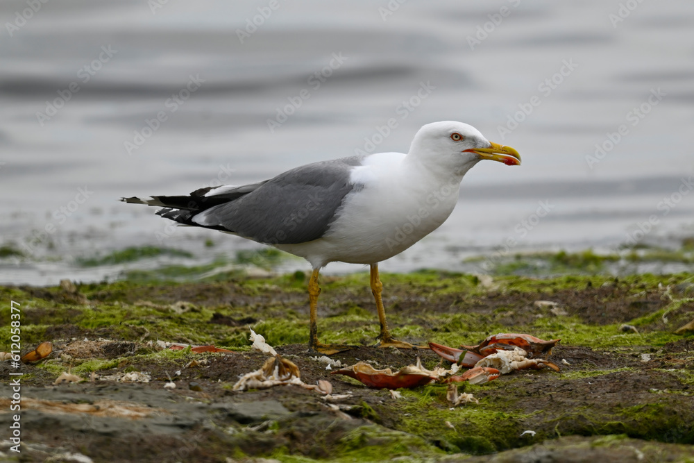 Yellow-legged gull // Mittelmeermöwe (Larus michahellis) - Greece Yellow-legged gull // Mittelmeermöwe (Larus michahellis) - Greece