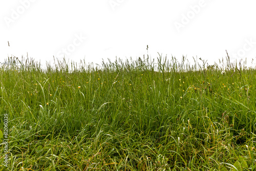 Fototapeta Naklejka Na Ścianę i Meble -  green grass background