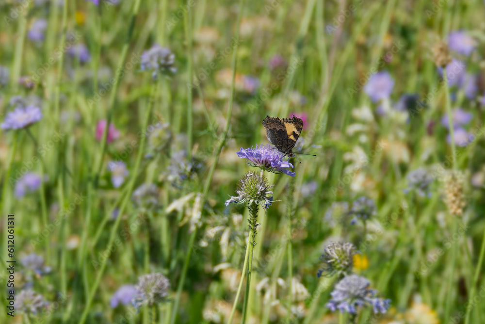 Small Tortoiseshell Butterfly (Aglais urticae) sitting on a small scabious in Zurich, Switzerland Small Tortoiseshell Butterfly (Aglais urticae) sitting on a small scabious in Zurich, Switzerland