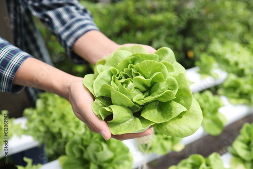 Hydroponics lettuces Organic fresh harvested vegetables,Farmers hands holding fresh vegetables