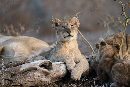 Cute lion baby