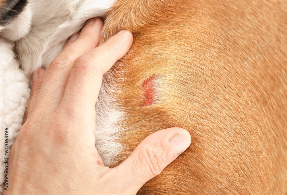 Hand inspecting dog with wound on shoulder hitting an object. Pet owner