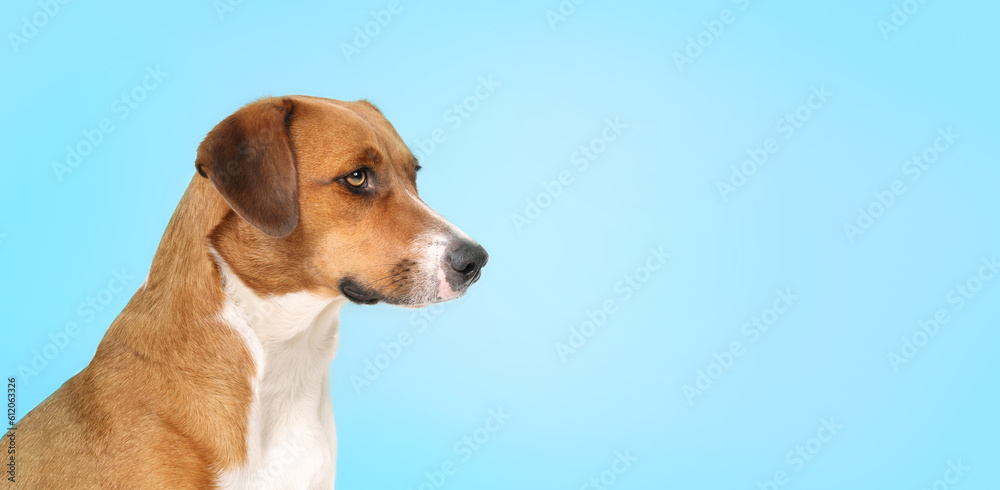 Curios dog on blue background looking sideways. Side portrait of cute brown puppy dog looking at something. Bored, waiting or longing expression. 1 year old female Harrier mix. Selective focus.