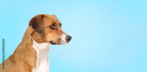 Curios dog on blue background looking sideways. Side portrait of cute brown puppy dog looking at something. Bored, waiting or longing expression. 1 year old female Harrier mix. Selective focus. © Petra Richli
