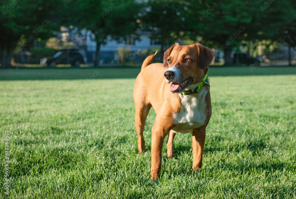 Happy dog standing in grass in fenced in park with defocused residential background. Cute puppy dog waiting for owner to through ball. Female Harrier mix dog, medium size. Selective focus.