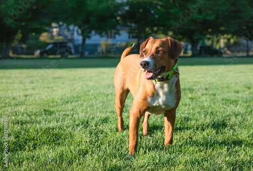 Happy dog standing in grass in fenced in park with defocused residential background. Cute puppy dog waiting for owner to through ball. Female Harrier mix dog  medium size. Selective focus.