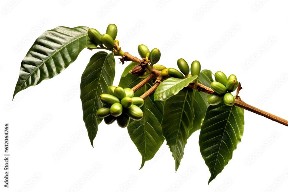 Coffee beans on a tree branch with leaves isolated on white background ...