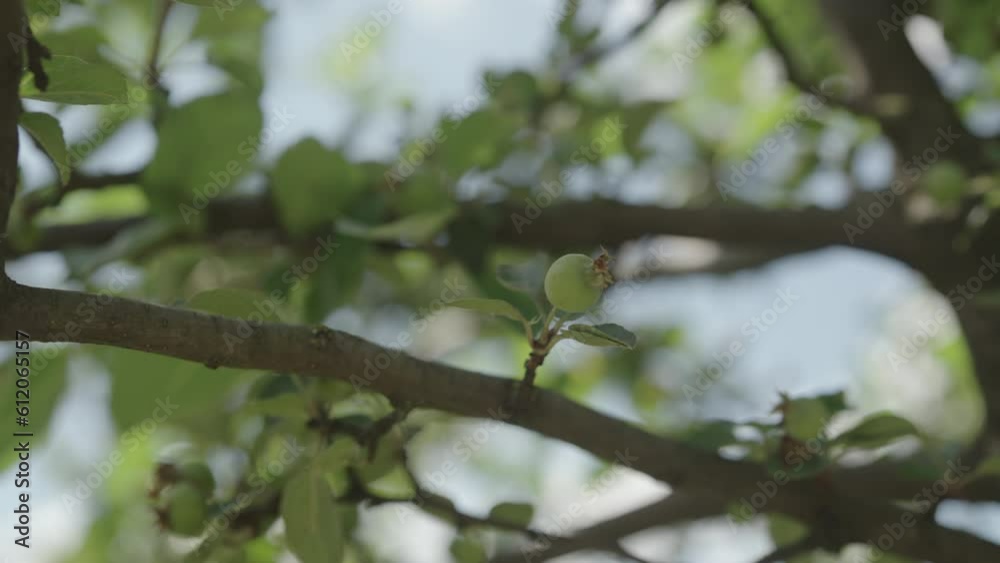 Slow motion handheld shot of apple tree with small green apples on a branch Slow motion handheld shot of apple tree with small green apples on a branch