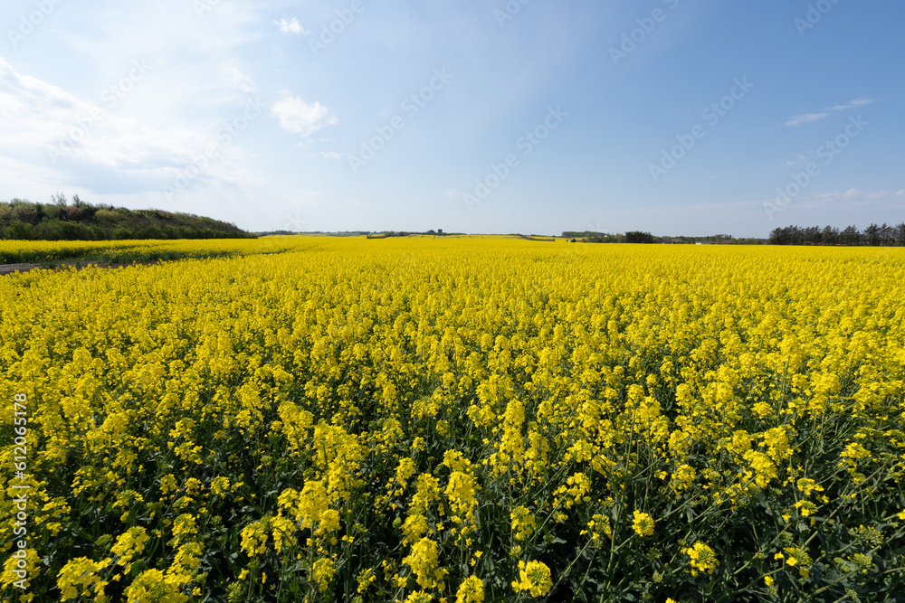 Rapsfeld Rapsfeld