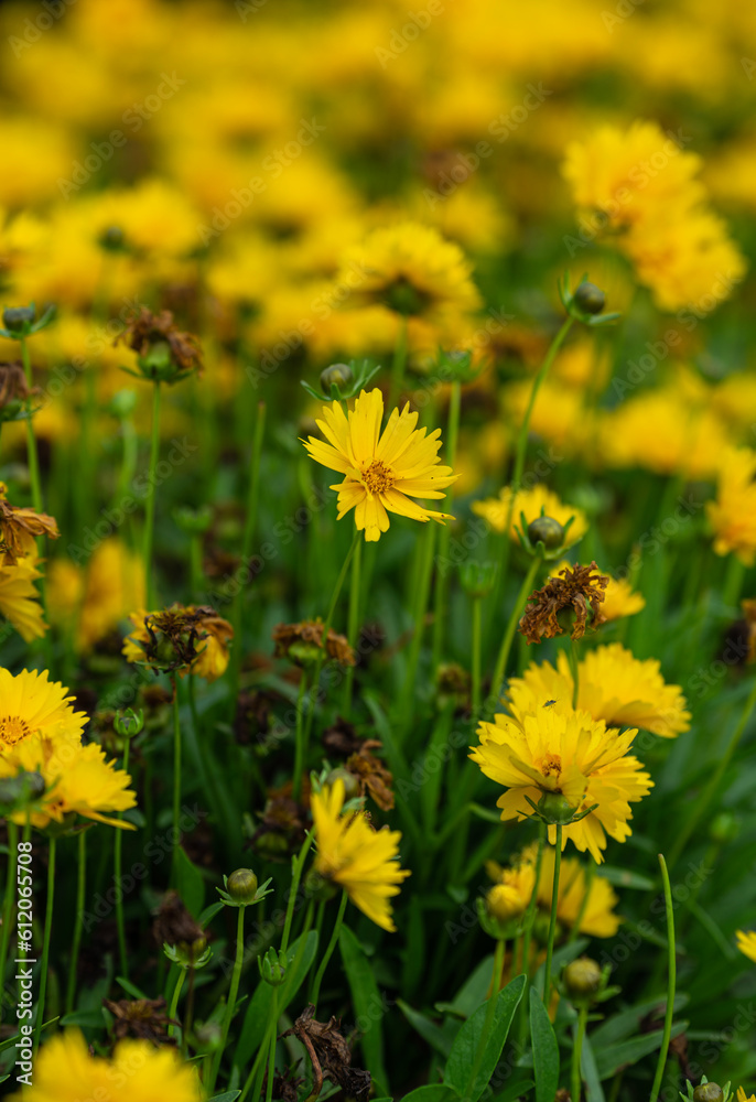 yellow flowers in the field