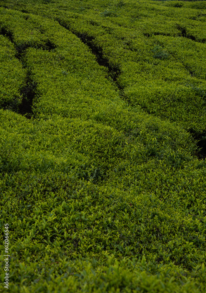 Closeup view of tea plant, Vertical image of tea plant 