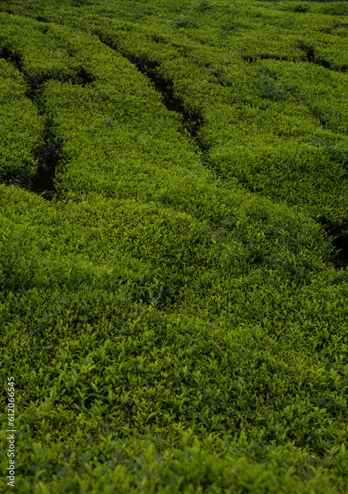 Closeup view of tea plant, Vertical image of tea plant Closeup view of tea plant, Vertical image of tea plant
