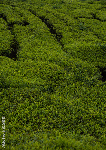 Closeup view of tea plant, Vertical image of tea plant  © sarath