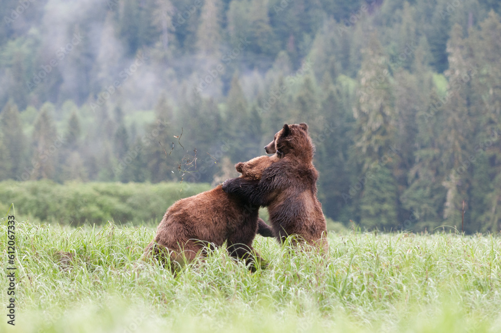 Grizzly bear cubs fighting Grizzly bear cubs fighting