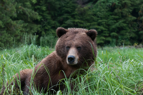 grizzly bear closeup 