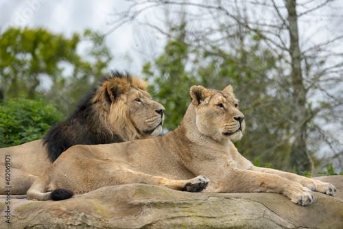 lion and lioness lying on a rock