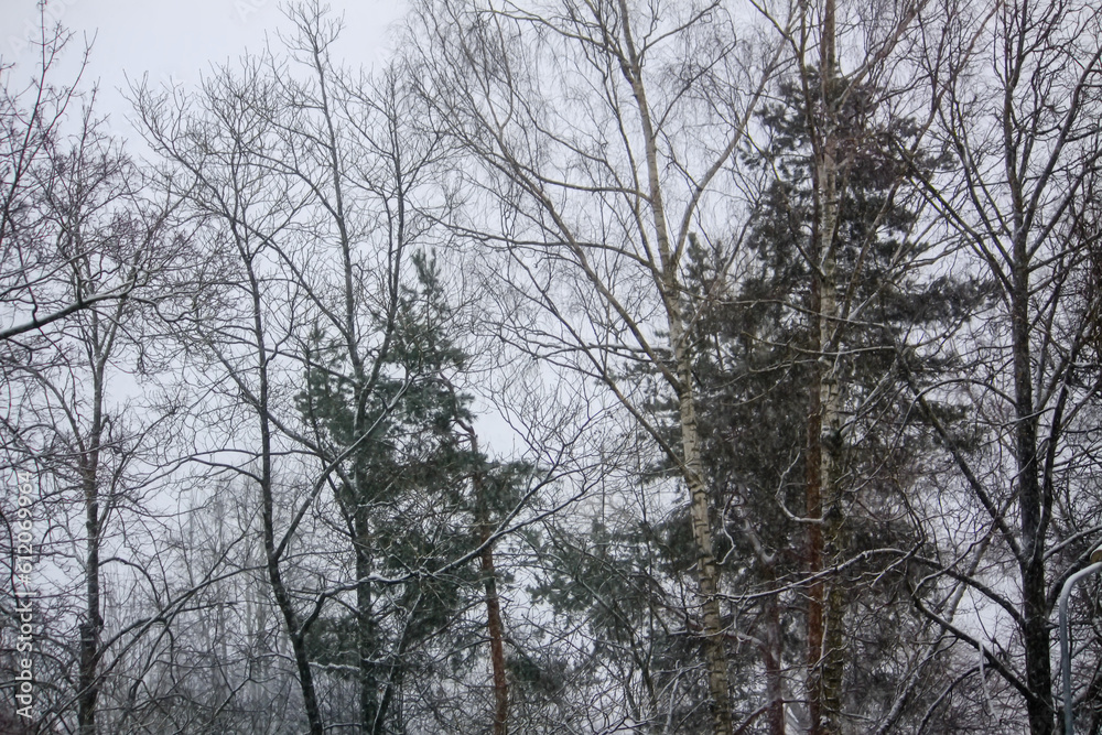 Snow-covered trees in winter forest. Blurred nature background. Snow-covered trees in winter forest. Blurred nature background.