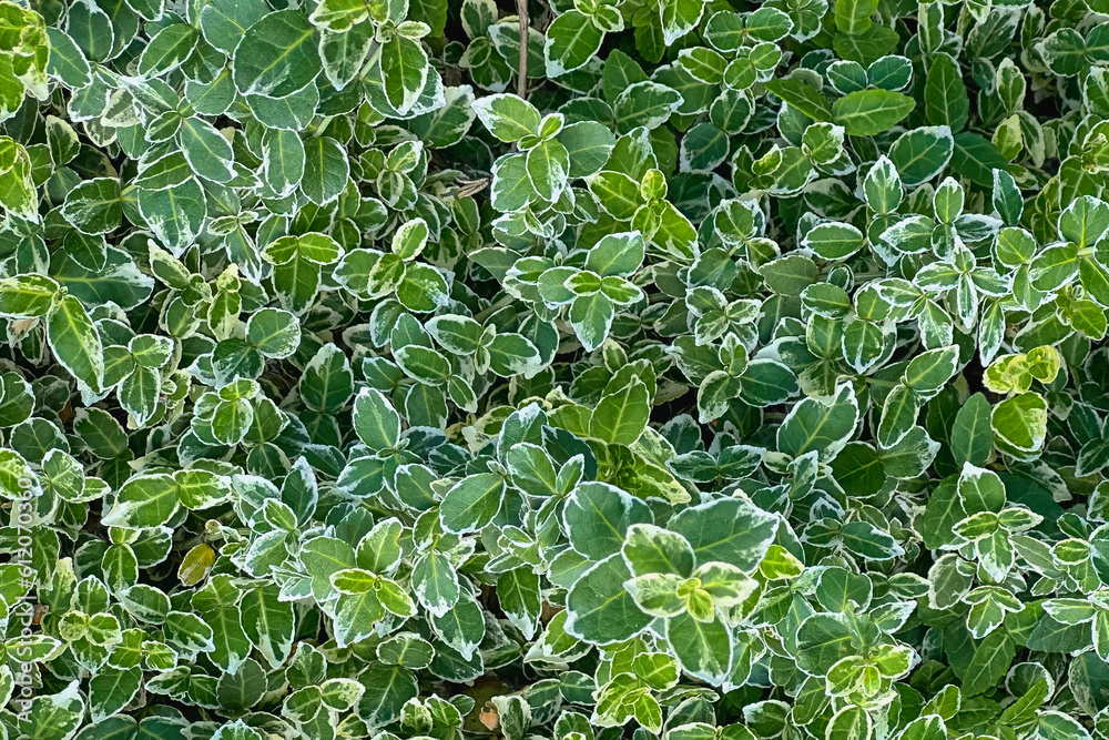 Green leaves background, top view. Green leaves background, top view.