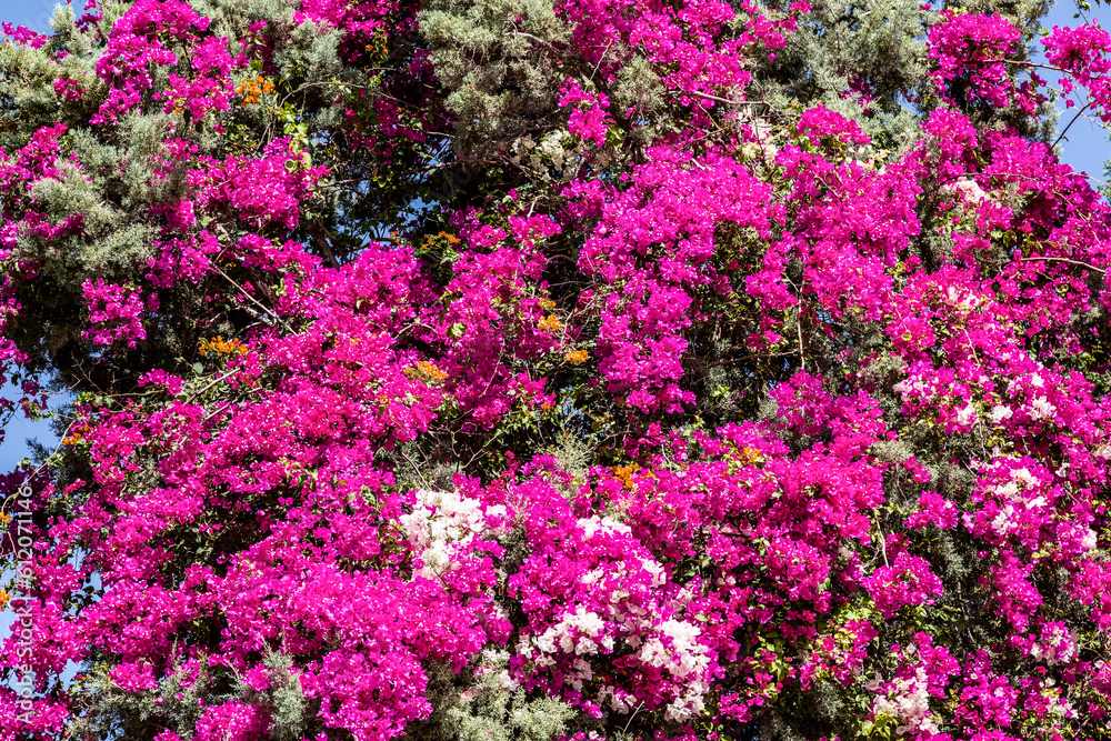 Flowering bougainvillea with pink, white and orange flowers Flowering bougainvillea with pink, white and orange flowers