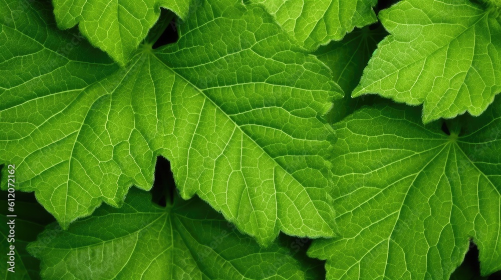 green leaf background green leaf background