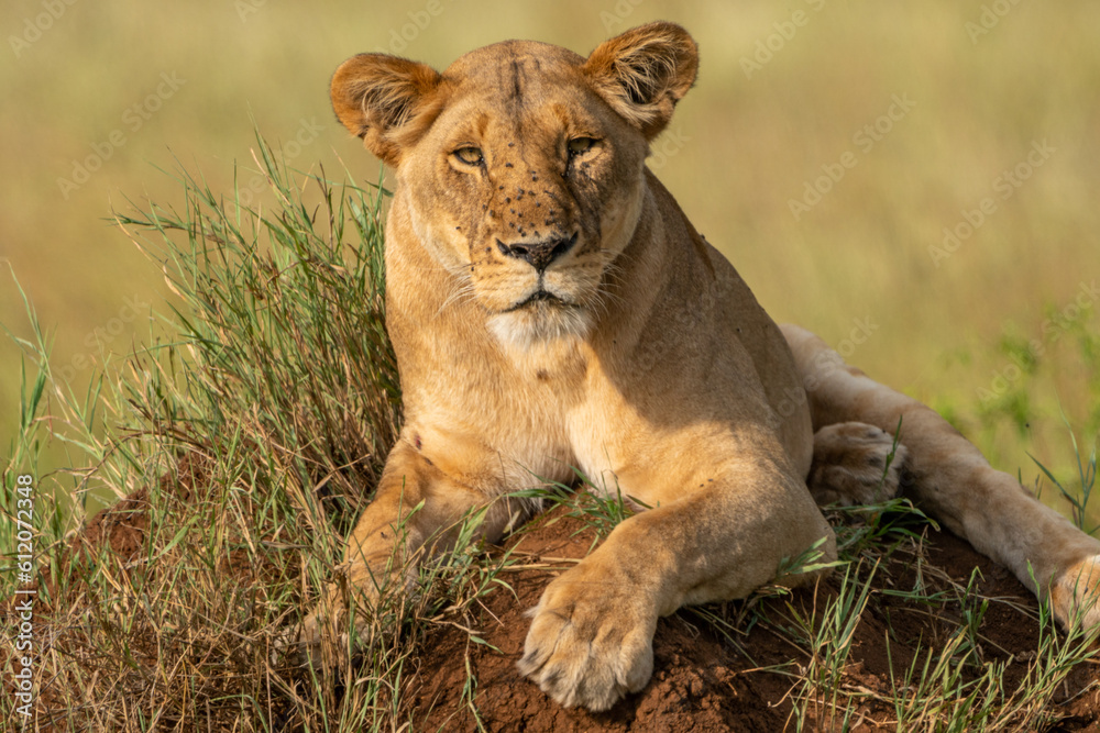 Fototapeta premium Beautiful lion lioness sitting on a mound of dirt in Serengeti National Park Tanzania Africa