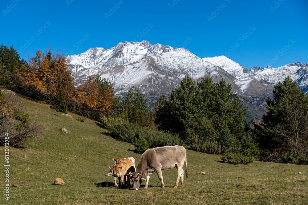 Vaca con su cria en el Pirineo de huesca