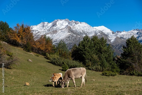 Vaca con su cria en el Pirineo de huesca
