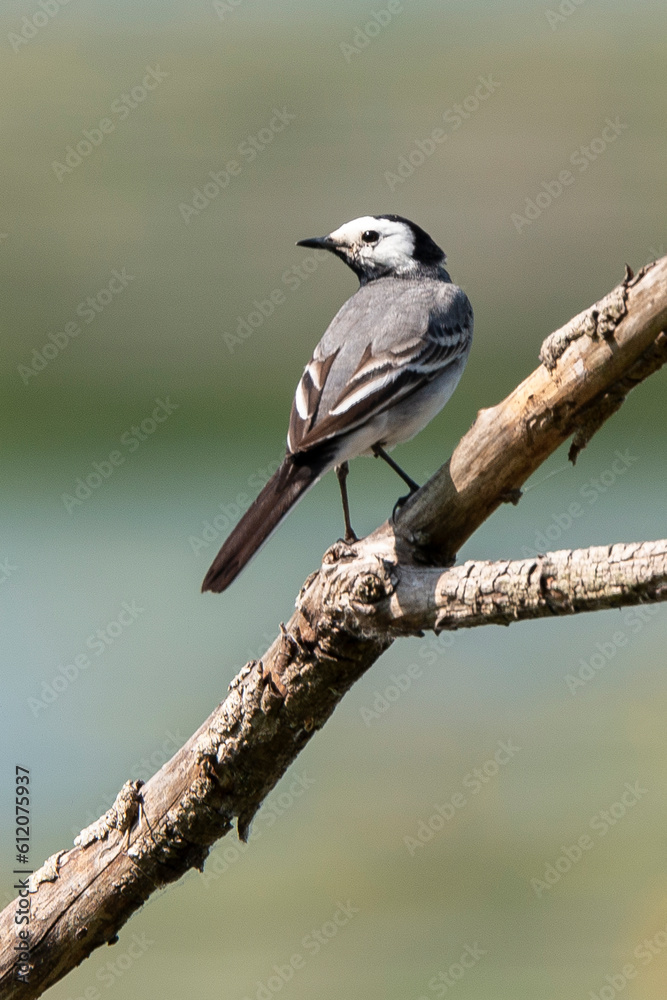 Fototapeta premium Bergeronnette grise,.Motacilla alba, White Wagtail