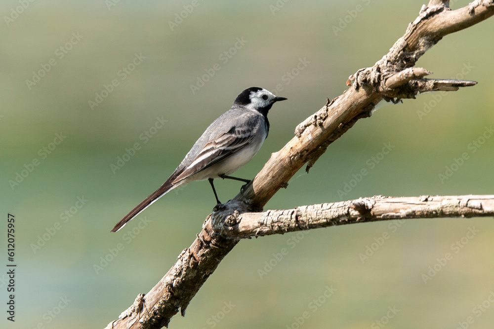 Bergeronnette grise,.Motacilla alba, White Wagtail Bergeronnette grise,.Motacilla alba, White Wagtail