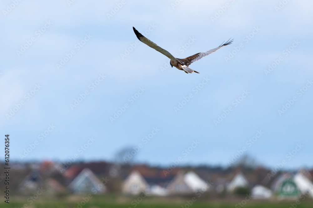 Naklejka premium Busard des roseaux,.Circus aeruginosus, Western Marsh Harrier