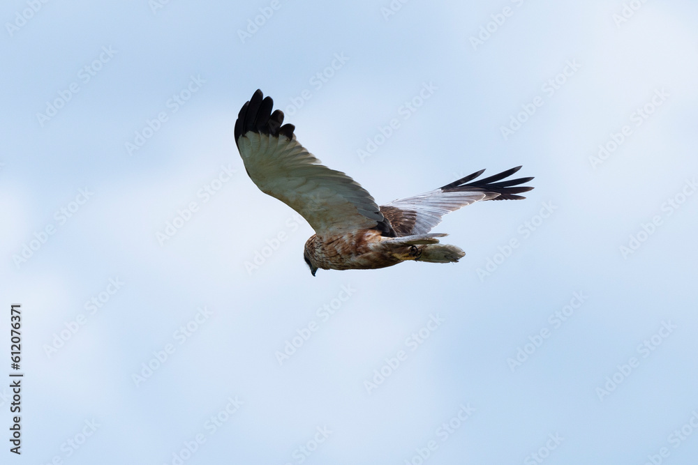 Obraz premium Busard des roseaux,.Circus aeruginosus, Western Marsh Harrier