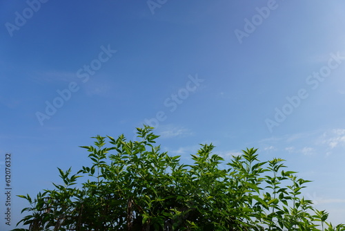 outdoor, beautiful, nature, green, sky, summer, blue, Green leaf, Natural background