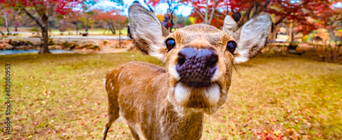 Japan. Nature Park in Nara....