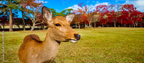 Japan. Nature Park in Nara....