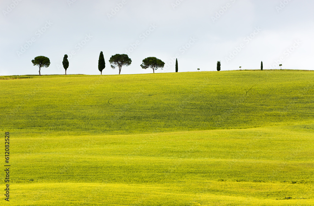 Spring in the fields of Tuscany at the sunset,Italy