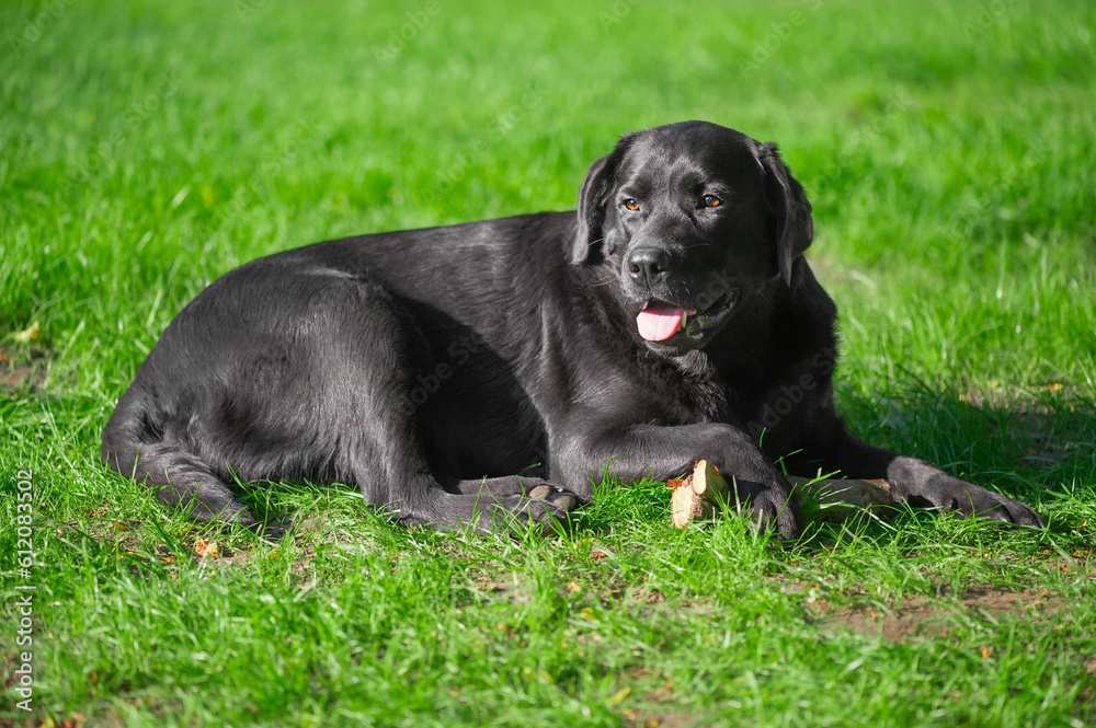 Fototapeta premium Black labrador retriever dog lies on green grass. Portrait of a thoroughbred dog.