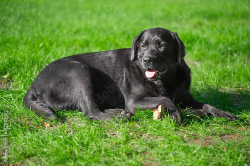 Black labrador retriever dog lies on green grass. Portrait of a thoroughbred dog.