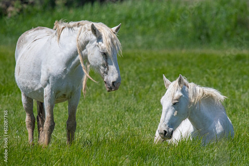 Elegant white mare amidst lush prairie