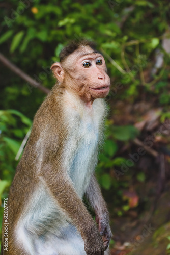 Smiling Monkey