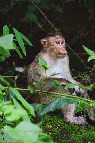 Monkey sitting and relaxing on a roadside rock