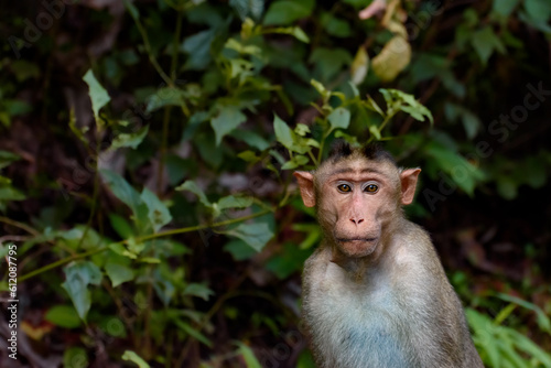 Roadside Monkey Eating Biscuit