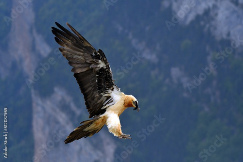 quebrantahuesos adulto  en vuelo en el pirineo aragones photo